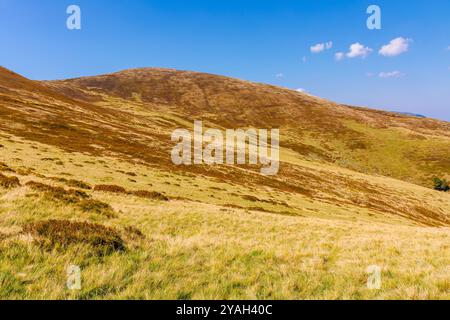 alpenhügel und Wiesen im Herbst. Sonniges Wetter. Farbenfrohe karpaten-Berglandschaft. krasna-Gebirgskamm in der ukraine in der Herbstsaison Stockfoto