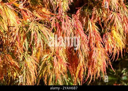 Nahaufnahme des Acer palmatum Dissectum Baumes (weinender japanischer Ahorn) im Oktober mit Herbstfarben, England, Großbritannien Stockfoto