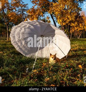 Ein Ingwerhund Chihuahua sitzt auf dem Gras vor einem wunderschönen weißen Spitzenschirm von der Sonne. Buntes Herbstlaub im Hintergrund. Stockfoto
