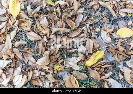 Herabfallende Herbstblätter und Kiefernnadeln liegen auf dem Boden und auf dem Gras, das Hintergrundbild. Stockfoto