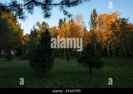 Im Herbstpark gibt es drei gelbe Birken, die von niedrigen Sonnenuntergangsstrahlen beleuchtet werden und sich stark von den anderen Bäumen abheben. Stockfoto