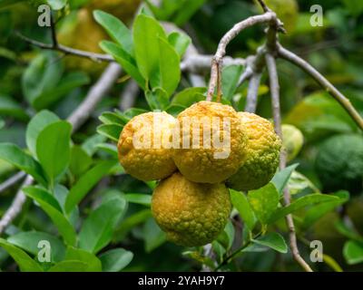 Kaffir Limettenfrucht (Citrus hystrix), auch Thai Limette oder Makrut Limette genannt, fotografiert im Gewürzgarten Le Jardin du ROI in Mahé auf den Seychellen. Stockfoto