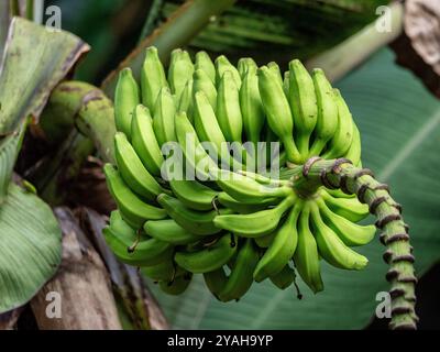 Bananenbaum (Musa acuminata), fotografiert im Gewürzgarten Le Jardin du ROI auf Mahé, Seychellen. Stockfoto