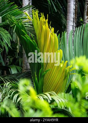 Wunderschönes Farbspiel von Betelnusspalmenblättern (Areca catechu) im Gewürzgarten Le Jardin du ROI auf Mahé, Seychellen. Stockfoto