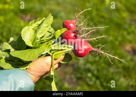 Die Frau hält die neue frisch geerntete erste Ernte von Radieschen aus dem Gewächshaus in den Händen. Konzept des Anbaus von gesundem Bio-Gemüse, Hobby. Stockfoto