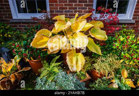 Große goldgelbe Blätter von Hosta 'Sum and Substance', die im Herbst in einem Garten in Surrey, Südosten Englands, zwischen gemischten Blumentöpfen zurücksterben Stockfoto