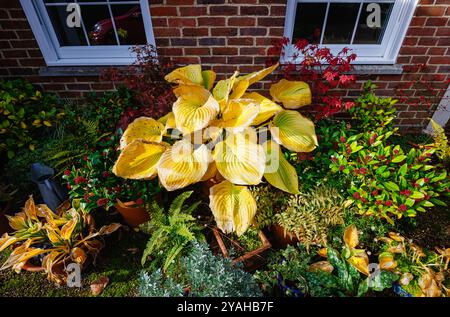 Große goldgelbe Blätter von Hosta 'Sum and Substance', die im Herbst in einem Garten in Surrey, Südosten Englands, zwischen gemischten Blumentöpfen zurücksterben Stockfoto