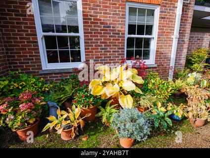 Große goldgelbe Blätter von Hosta 'Sum and Substance', die im Herbst in einem Garten in Surrey, Südosten Englands, zwischen gemischten Blumentöpfen zurücksterben Stockfoto