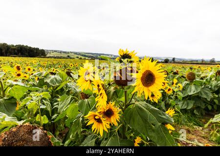 Mainsgill Farm, Richmond Dl11 7Pn, Vereinigtes Königreich, Ravensworth DL11 7PN, Sonnenblumen, Sonnenblumen, Blüten, Sonnenblumen, helianthus, helianthus annuus, Feld, Stockfoto