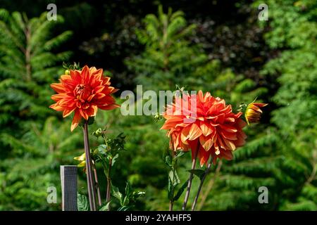 Die leuchtenden roten und orangen Dahlien werden in einer Nahaufnahme präsentiert. Ihre leuchtenden Farben heben sich von der natürlichen Kulisse des sattgrünen orna ab Stockfoto