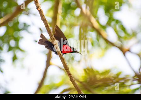 SUNBIRD mit SCHARLACHFARBENEN BRÜSTEN - Chalcomitra senegalensis im Bahai Tempel - Kampala Uganda Stockfoto