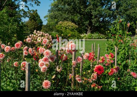 Das Blumenbeet des botanischen Gartens, gefüllt mit Dahlien in voller Blüte, verleiht dem Landschaftsdesign des Parks einen Hauch von lebendigen Farben. Diese friedliche Szene Stockfoto