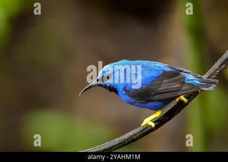Leuchtender Honigkriecher (Cyanerpes lucidus), erwachsener Mann auf einem Ast, Costa Rica. Stockfoto