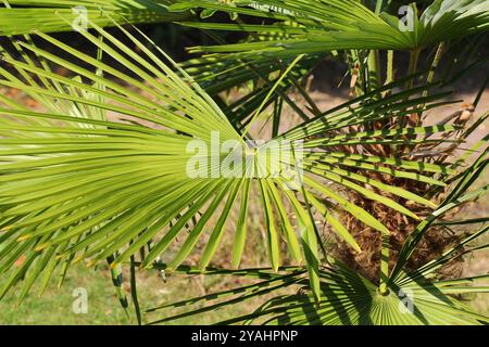 Eine Nahaufnahme des Laubs von Trachycarpus fortunei, der Windmühlenpalme Stockfoto