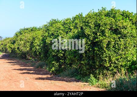 Orangegrüner Garten. Großer und schöner Garten mit Orangenbäumen und Früchten. Gartenbau, Naturkonzept. Stockfoto