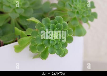 Aeonium haworthii. Grüne Pflanze wird als Zimmerpflanze in gemäßigten Regionen angebaut. Geformte Rosenblätter im Garten. Spitzer Sukkulent. Stockfoto