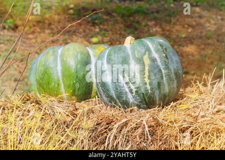 Dekorative Kürbisse vom Herbstfest. Halloween Dekor mit verschiedenen Kürbissen. Herbstgemüse. Ernte- und Gartendekoration. Stockfoto