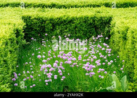 Pink Chives blüht Alium schoenoprasum, das in der Gartenhecke Buxus sempervirens geclipped Box Hedge wächst Stockfoto