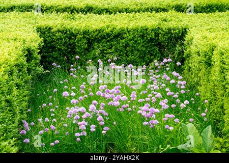 Pink Chives blüht Allium schoenoprasum, das in der Gartenhecke Buxus sempervirens geclipped Box Hedge wächst Stockfoto