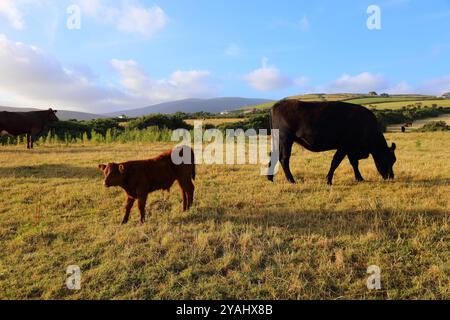 Rinderrasse auf der Dingle-Halbinsel in Irland. Kuhkalb. Stockfoto