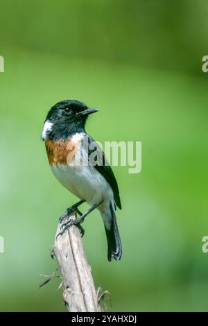 Stonechat (Saxicola torquata) in Kisoro Uganda Stockfoto