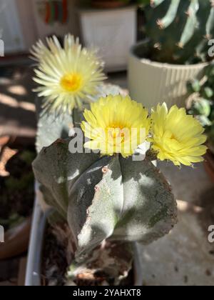 Nahaufnahme eines blühenden Astrophytum-Kaktus mit leuchtenden gelben Blüten und sternförmigem Körper im natürlichen Sonnenlicht. Stockfoto