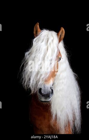 02.03.2024, Österreich, Salzburg, Tweng - Tweng, Haflinger im Portrait. 00S240302D470CAROEX.JPG [MODELLFREIGABE: NICHT ZUTREFFEND, EIGENSCHAFTSFREIGABE: NEIN (C) Stockfoto