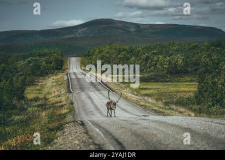 Rentiere auf der Straße Stockfoto