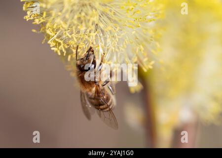 10.03.2024, Deutschland, Berlin - Honigbiene sammelt Nektar aus einer blühenden weidenkatze. 00S240310D709CAROEX.JPG [MODELLVERSION: NICHT ZUTREFFEND, PR Stockfoto
