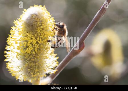 10.03.2024, Deutschland, , Berlin - Honigbiene sammelt Nektar aus einem bl¸henden Weidenktzchen der Salweide. 00S240310D716CAROEX.JPG [MODELLVERSION: NICHT Stockfoto