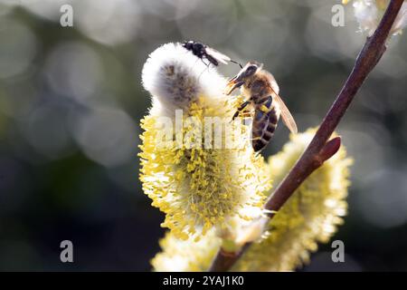 10.03.2024, Deutschland, Berlin - Honigbiene sammelt Nektar aus einer blühenden weidenkatze. 00S240310D715CAROEX.JPG [MODELLVERSION: NICHT ZUTREFFEND, PR Stockfoto