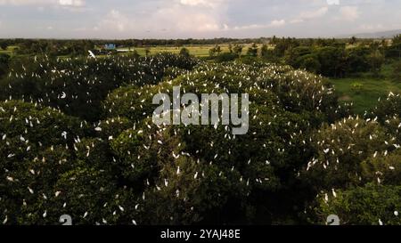 Aus der Vogelperspektive, Schar von Reihern. Eine Gruppe großer weißer Reiher auf einem Mangrovenbaum in der Nähe des Strandes. Familie der großen weißen Vögel. Tiere und Wil Stockfoto