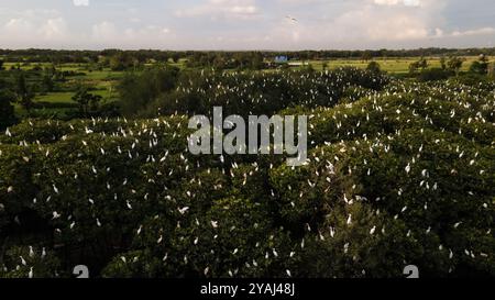 Aus der Vogelperspektive, Schar von Reihern. Eine Gruppe großer weißer Reiher auf einem Mangrovenbaum in der Nähe des Strandes. Familie der großen weißen Vögel. Tiere und Wil Stockfoto