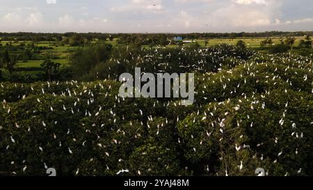 Aus der Vogelperspektive, Schar von Reihern. Eine Gruppe großer weißer Reiher auf einem Mangrovenbaum in der Nähe des Strandes. Familie der großen weißen Vögel. Tiere und Wil Stockfoto