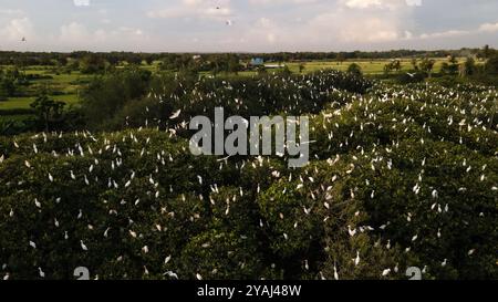 Aus der Vogelperspektive, Schar von Reihern. Eine Gruppe großer weißer Reiher auf einem Mangrovenbaum in der Nähe des Strandes. Familie der großen weißen Vögel. Tiere und Wil Stockfoto