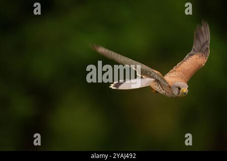 Kestrel (Falco tinnunkulus), männlich. Eurasischer Kestrel (Falco tinnunkulus). Falco tinnunkulus Linné, 1758 Foto: Magnus Martinsson / TT / Code 2734 Stockfoto