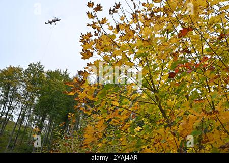 14. Oktober 2024, Thüringen, Sonneberg: Im Forstdorf Hüttengrund des Forstamtes Sonneberg wird ein Helikopter der Schweizer Firma Rotex mit Spezialtechnologie zur Ernte von Buchen an einem steilen Hang eingesetzt. Am Hubschrauber ist ein Hängeseil befestigt, das der Pilot während des Fluges an den Baum manövriert. Ein Förster am Baum befestigt das Seil und sägt einen Teil des Stammes über ihm ab, der dann hängend vom Helikopter wegtransportiert wird. Diese Hubschraubergestützte Holzerntetechnik wird hier für eine Verkehrssicherheitsmaßnahme der ThüringenForst-AöR eingesetzt. Foto: Stockfoto