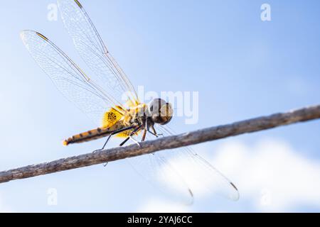 Nahaufnahme einer gelben Libelle, die mit durchsichtigen Flügeln am blauen Himmel sitzt Stockfoto