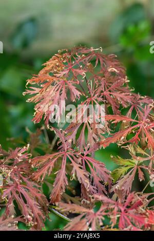 japanische Acer, Acer palmatum dissectum, inaba-Shidare. Stockfoto