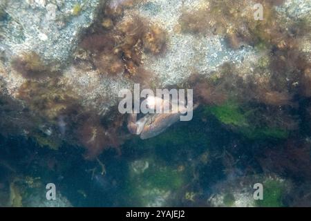 Unterwasserfotografie im Ärmelkanal im Nordatlantik einer gewöhnlichen Speisekrabbe (Cancer pagurus) in der Nähe der Plage du Val in Saint-Malo Stockfoto