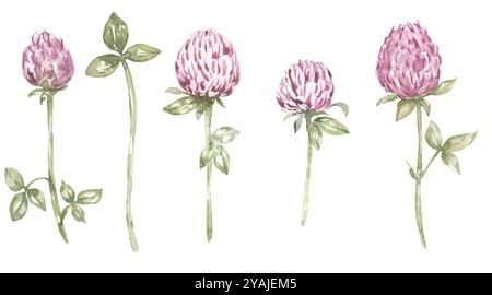 Aquarell Hand gezeichnet Klee Wiese Blumen Illustration Set Stockfoto