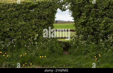 Herefordshire Hecke und Stile Stockfoto