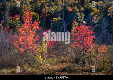 Herbstbäume werden rot und gelb Stockfoto