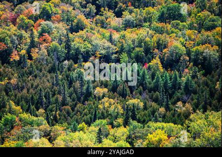 Nadelbäume zwischen Laubbäumen im Herbst Stockfoto