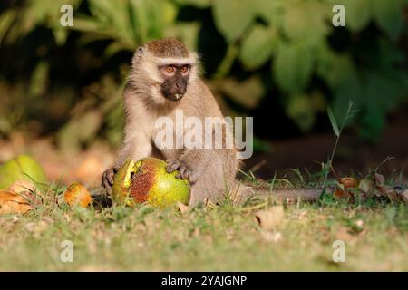 Wirbelaffen, Chlorocebus pygerythrus. Essen Sie einen Windfall-Affenapfel auf dem Gelände der Elephant hab Lodge, Queen Elizabeth National Park. Stockfoto