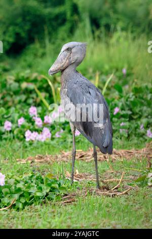 Shoebill, Balaeniceps rex, alternativ Whalebill, Walkopfstorch und Schuhschnabelstorch im Mabamba Swamp, Entebbe, Uganda Stockfoto