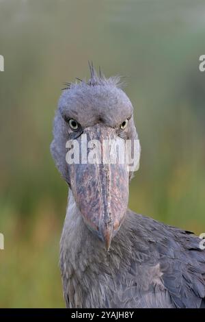 Shoebill, Balaeniceps rex, alternativ Whalebill, Walkopfstorch und Schuhschnabelstorch im Mabamba Swamp, Entebbe, Uganda, genannt. Stockfoto