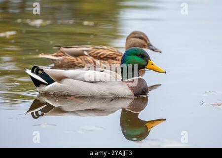 Niedrige pov-Seitenansicht eines Paares wilder, britischer Stockenten (Anas platyrhynchos), männlich und weiblich, mit deutlicher Reflexion von Stockenten im Wasser. Stockfoto