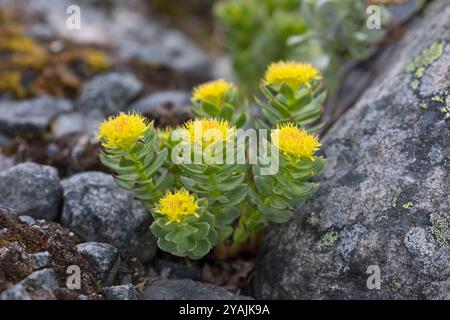 Rosenwurz, Gewöhnliche Rosenwurz, Rosen-Wurz, Rhodiola rosea, Sedum rosea, Lignum-Rhodium, goldene Wurzel, Rosenwurzel, Rosenwurzel, Aaron-Stab, arktische Wurzel, Stockfoto