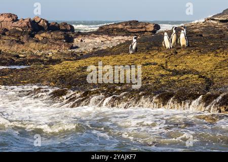 Die Küste von Halifax Island, einer kleinen felsigen Insel an der Südküste Namibias, mit einer kleinen Gruppe afrikanischer Pinguine. Stockfoto